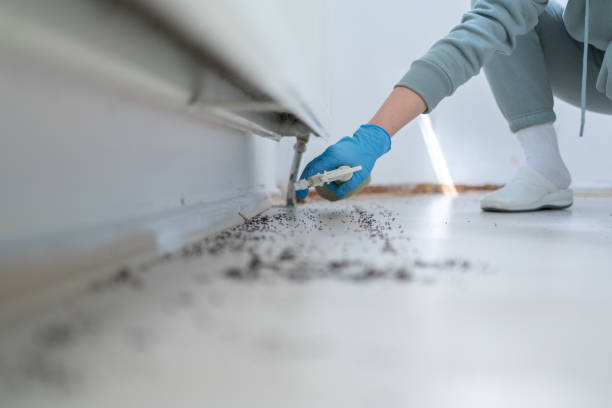 Best Termite Control Services  in Mount Gilead, NC